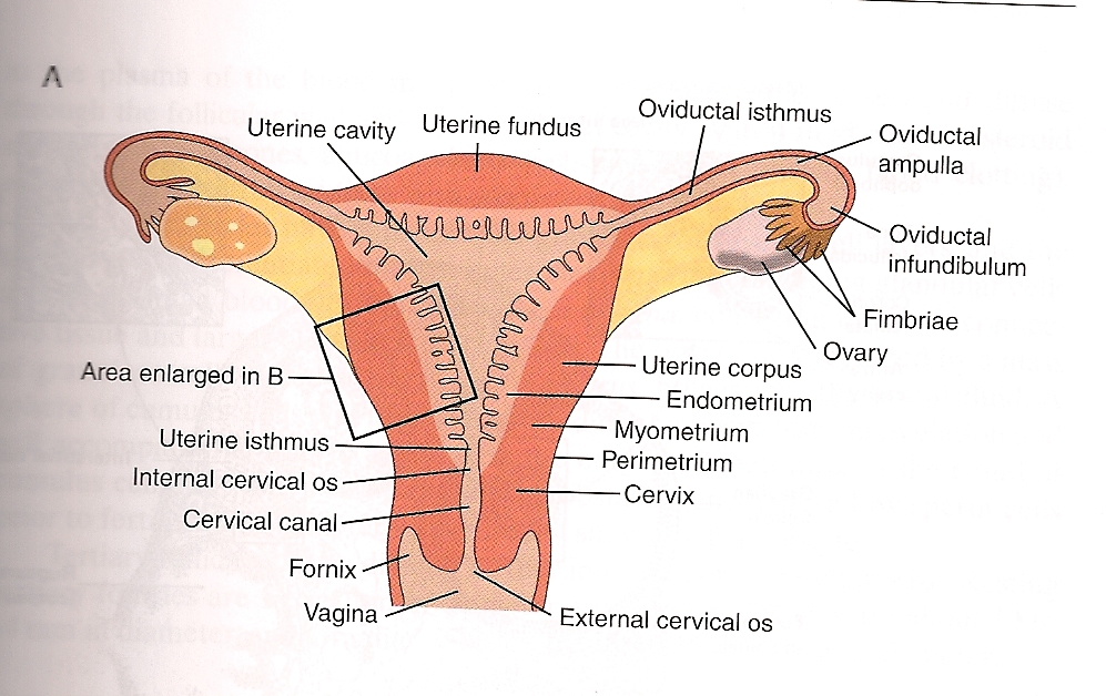 Anatomy And Physiology Of Female Reproductive System Images